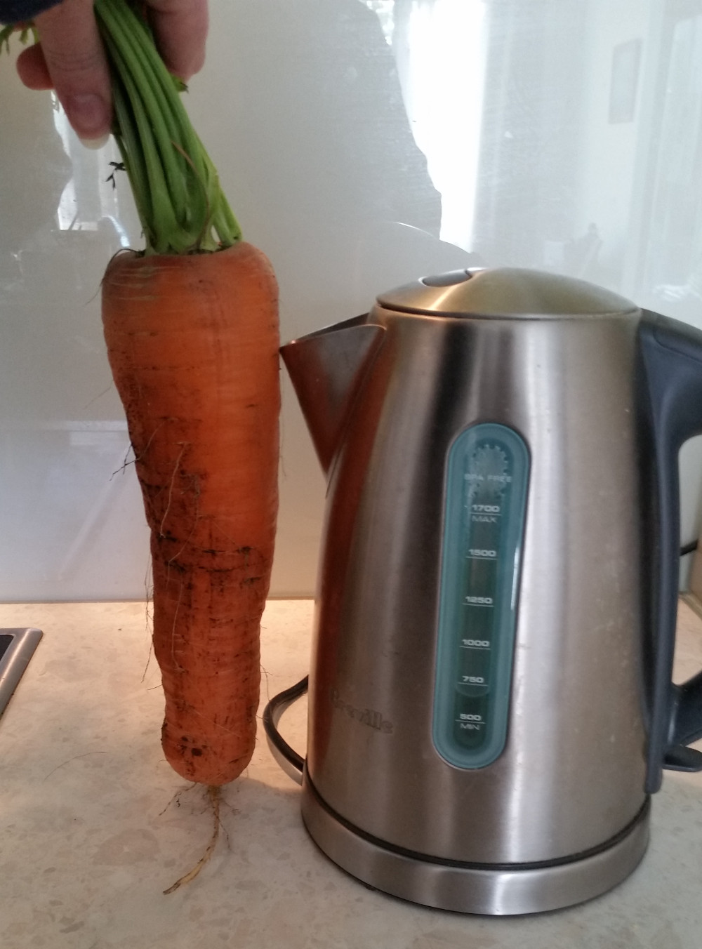 garden/2020-03-25_carrot.jpg